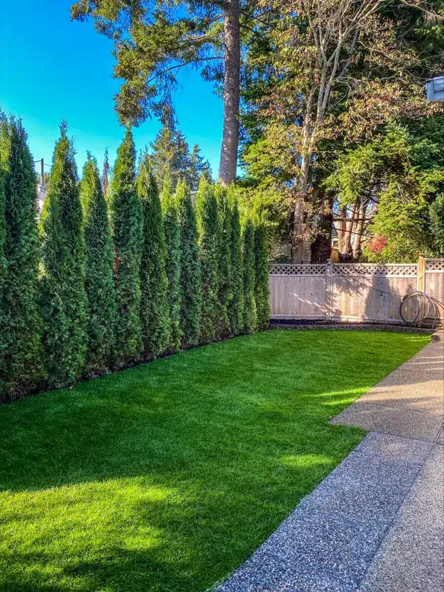 Row of cedar hedges and healthy lawn ready to winterize landscaping in the Fraser Valley