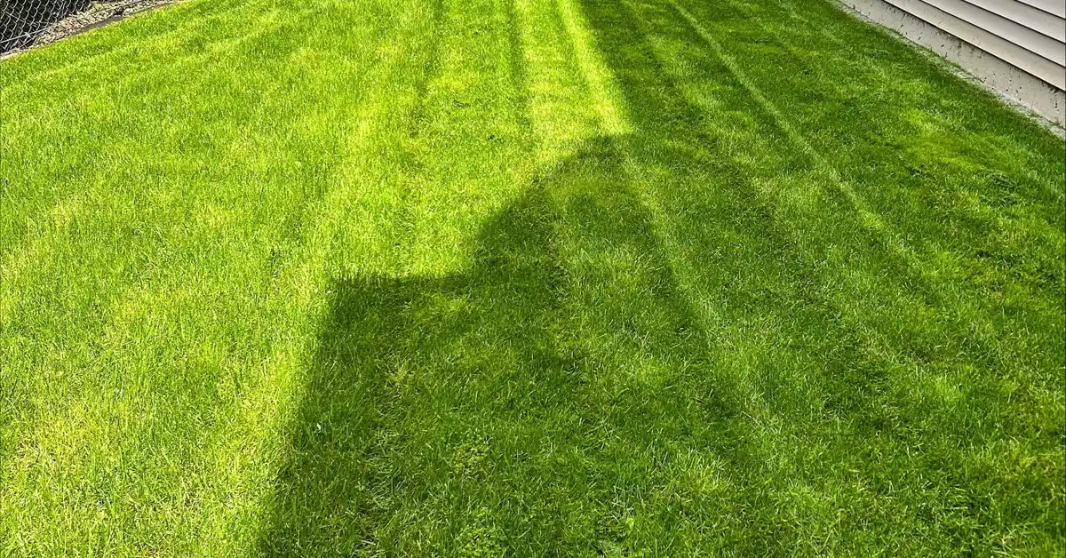 Freshly mowed striped lawn along a fence line after a fall yard winterization visit in Chilliwack