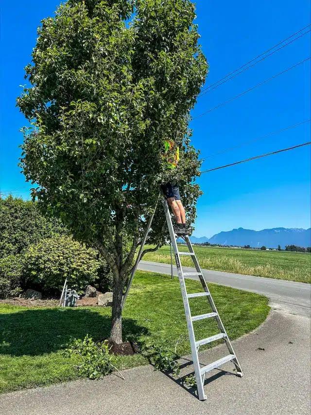Hughes crew member on a ladder pruning a tree before winter, with Fraser Valley mountains behind