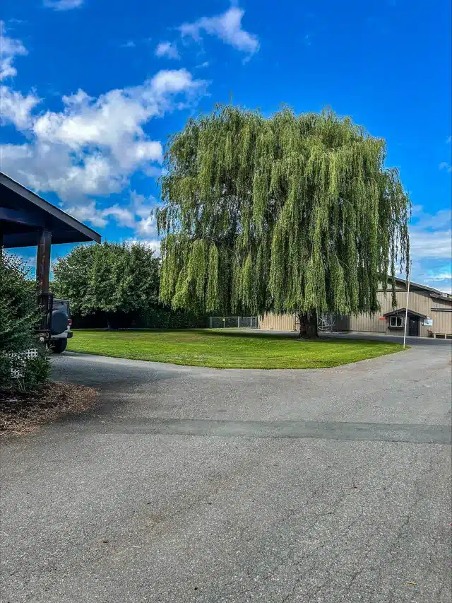Wide paved drive aisle beside a lawn edge, the kind of hard surface to mark on a per push vs seasonal snow contract site map
